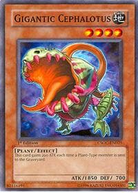 Gigantic Cephalotus: Crossroads of Chaos