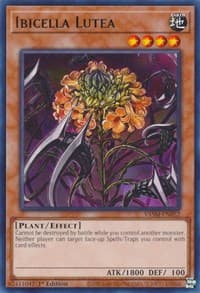 Ibicella Lutea: Valiant Smashers