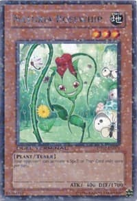 Naturia Rosewhip: Duel Terminal 2